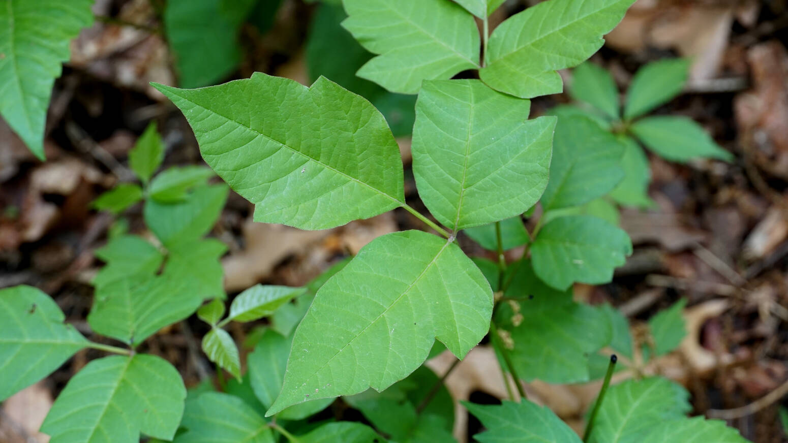 poison-ivy-leaves