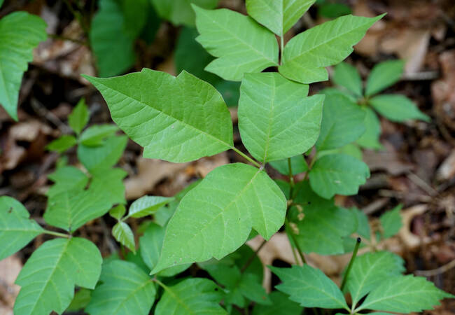 poison-ivy-leaves