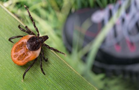 picture of a tick